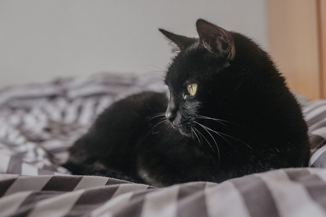 gatto strabico