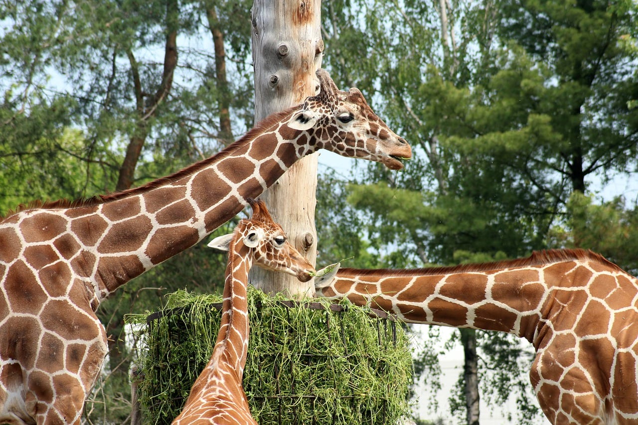 giraffe cuore enorme