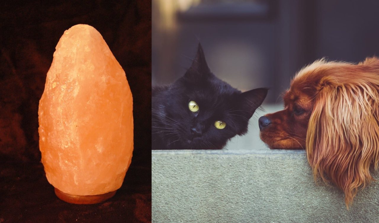 lampade di sale pericolose cani gatti