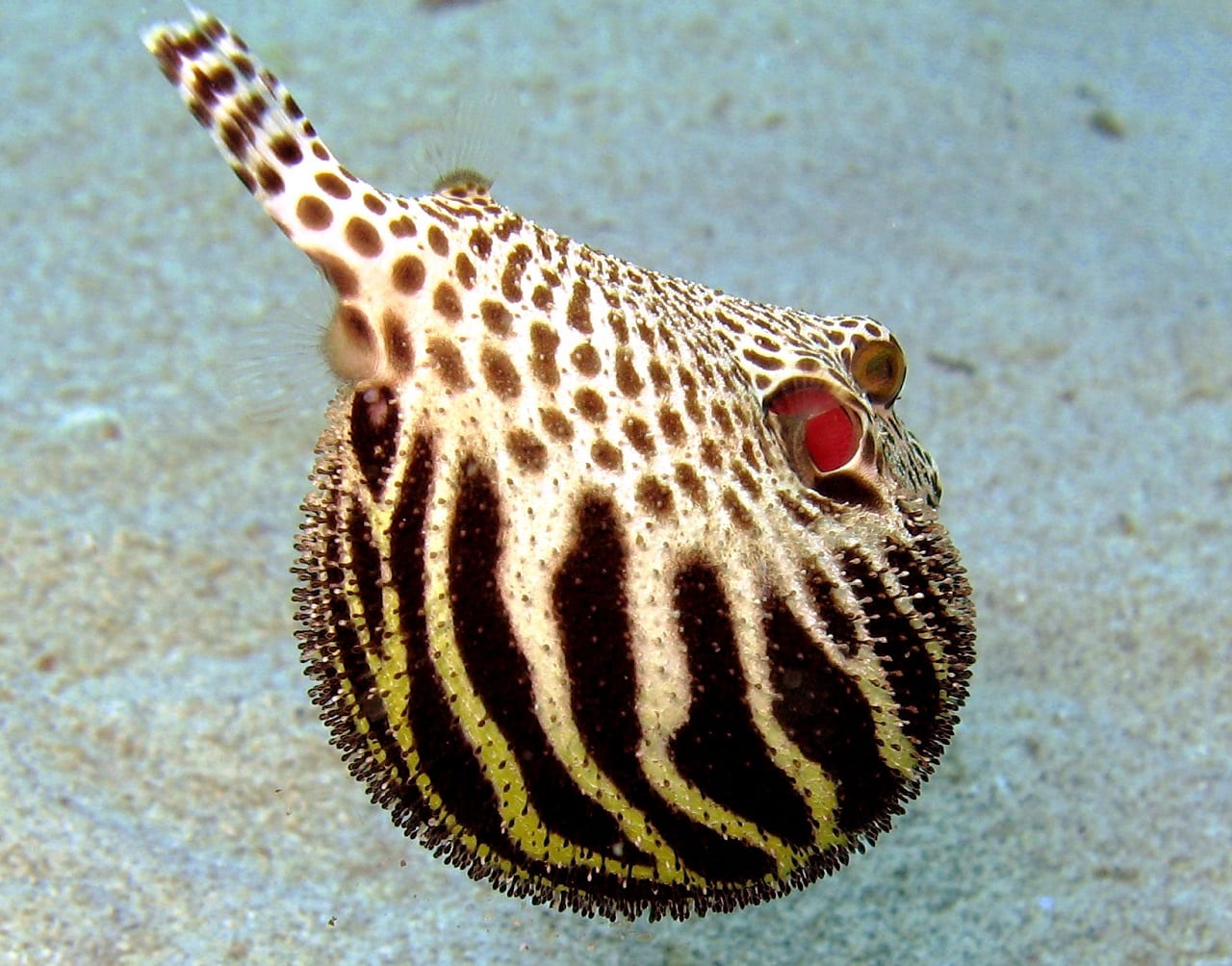 pesce palla