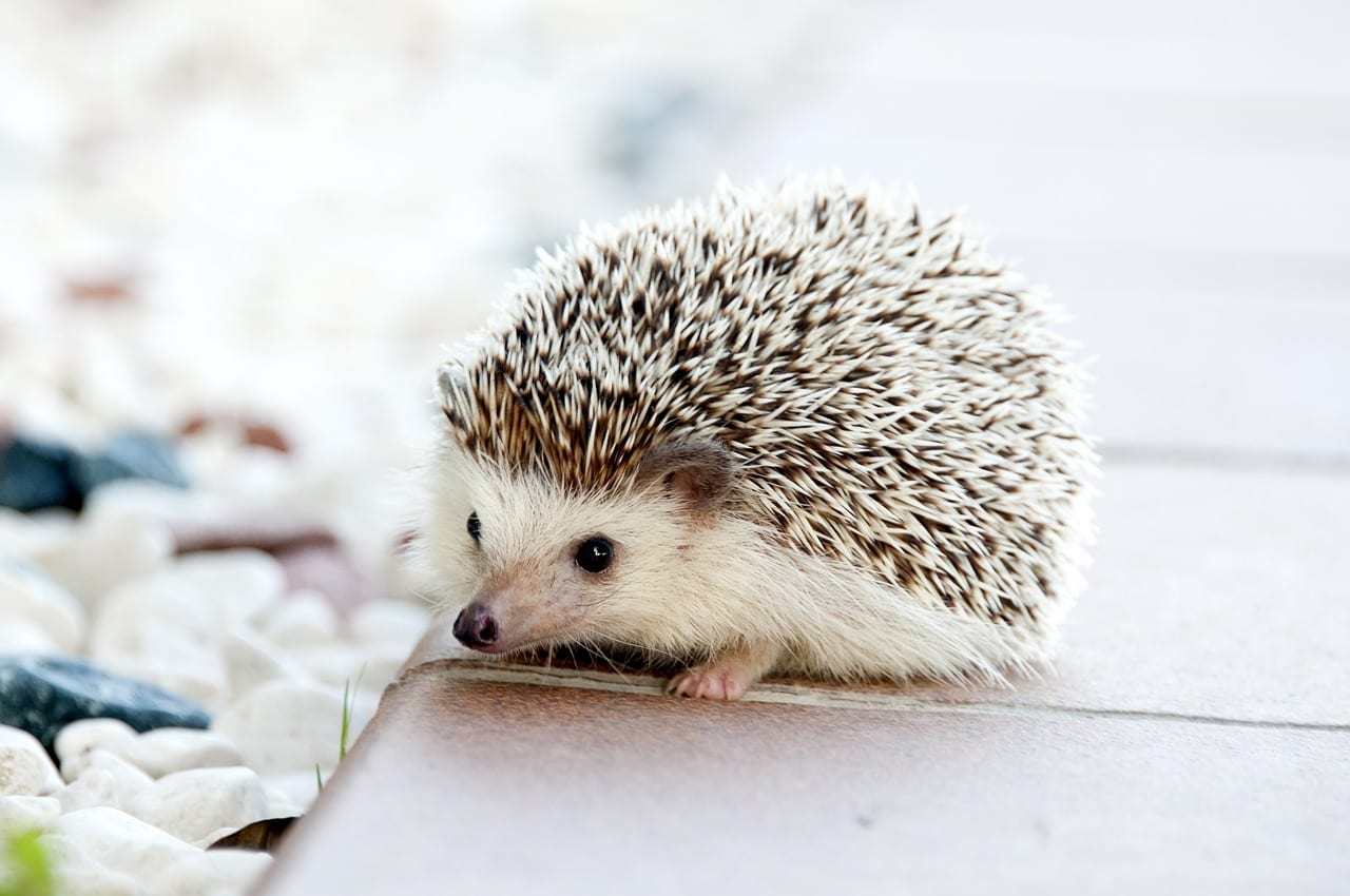 riccio domestico malattie