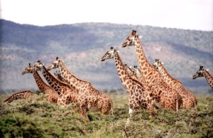 Giornata Mondiale Giraffa