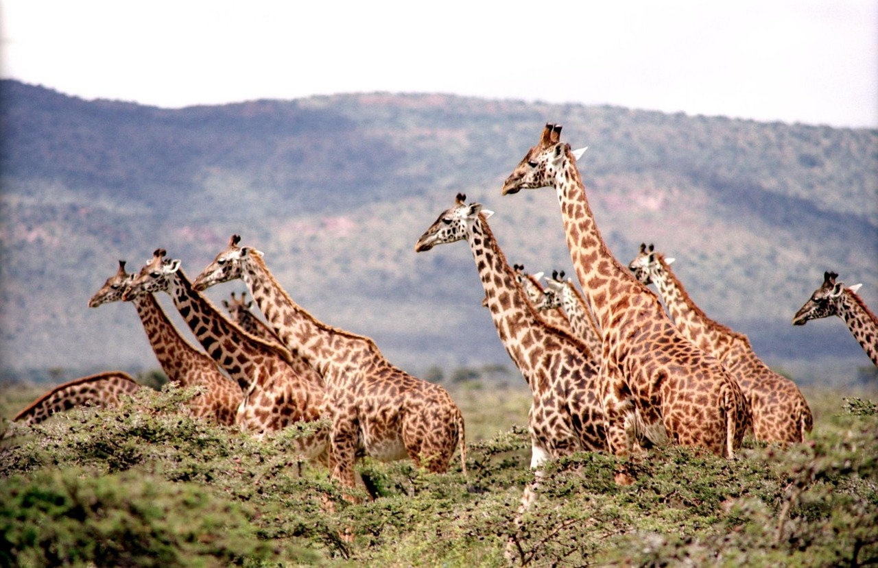 Giornata Mondiale Giraffa
