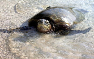 Tartaruga Caretta Caretta Gela