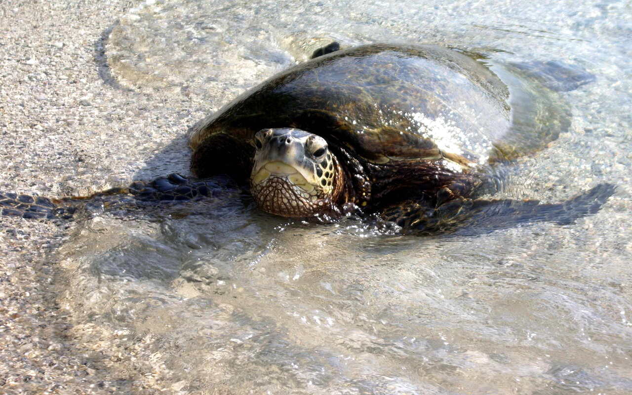 Tartaruga Caretta Caretta Gela
