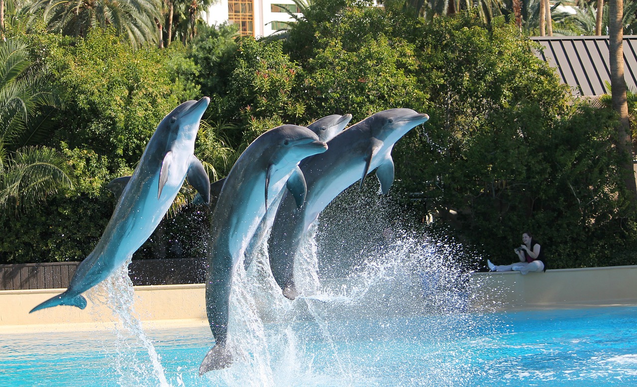 addestramento delfini pro e contro