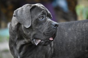 addestrare cane Corso
