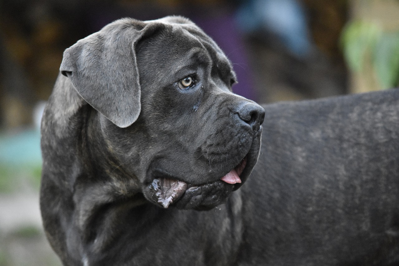 addestrare cane Corso