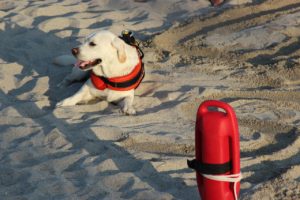 Addestrare cane bagnino