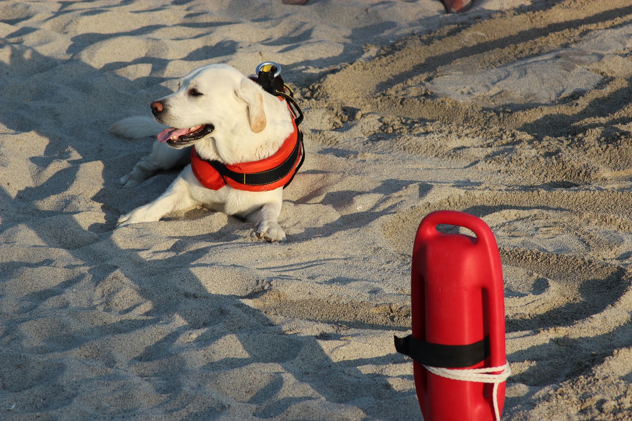 Addestrare cane bagnino