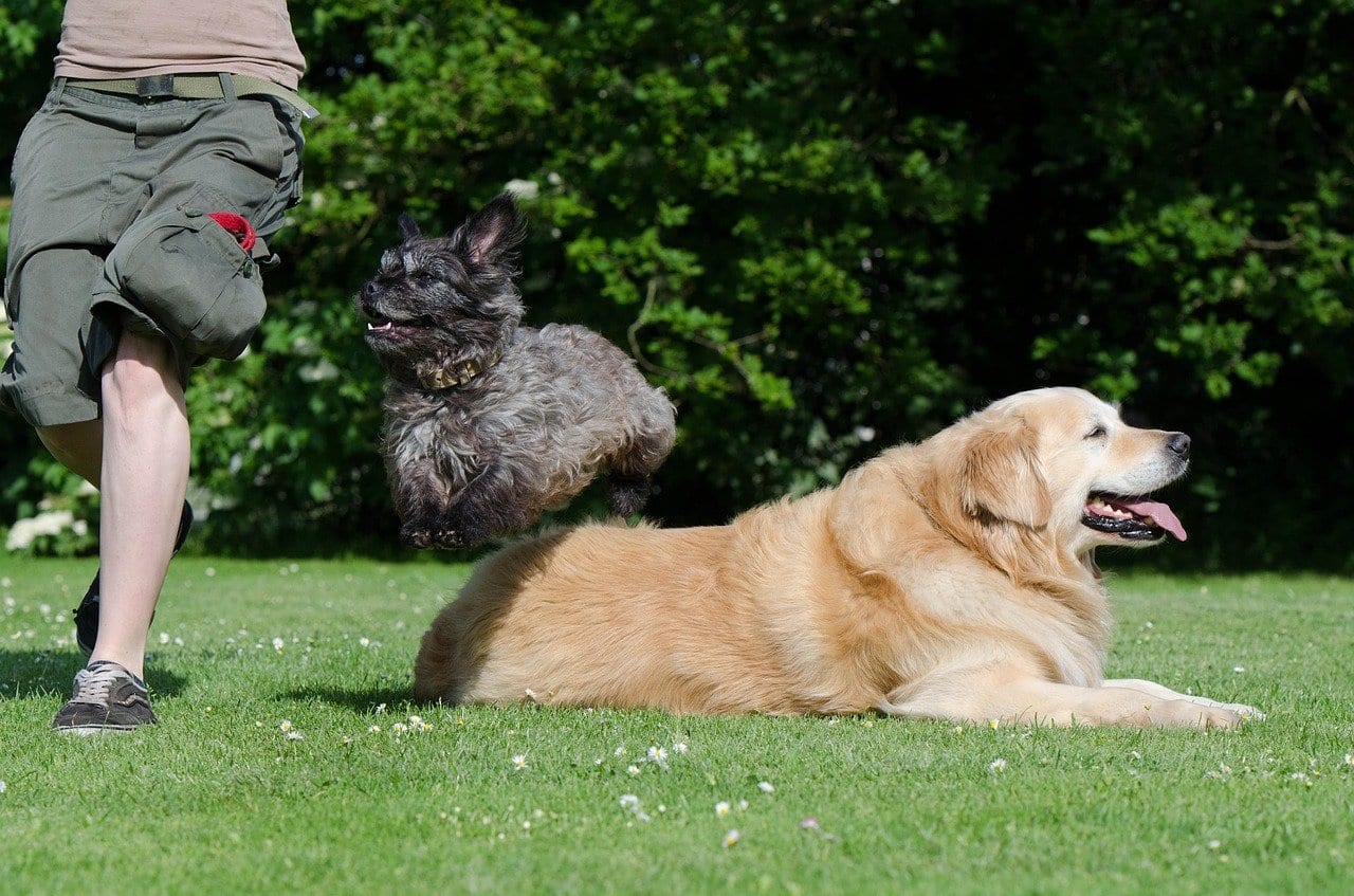 addestrare cani piccoli e grandi
