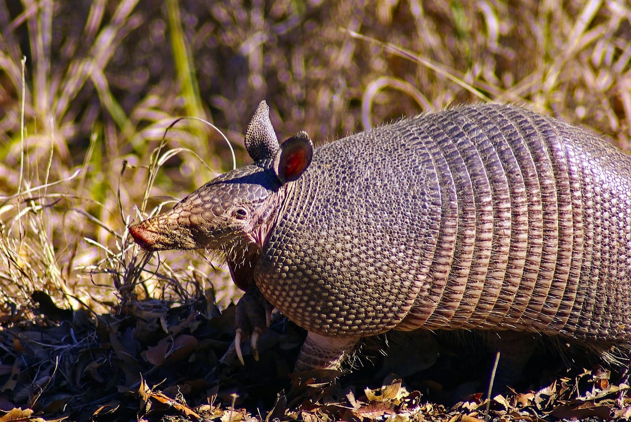 armadillo animale domestico