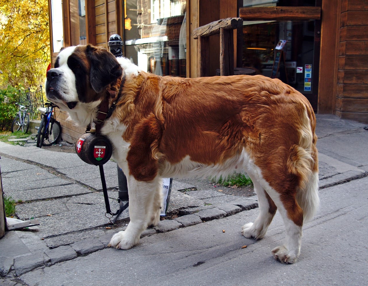 cane San Bernardo