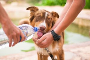 cani caldo bevande dissetanti e bevande vietate