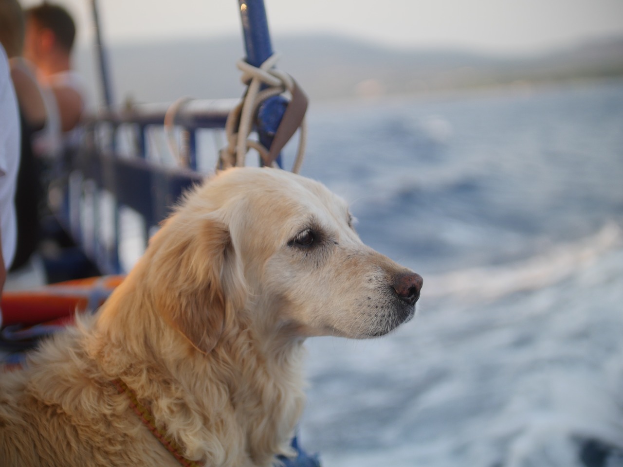 cani condizioni trasporto
