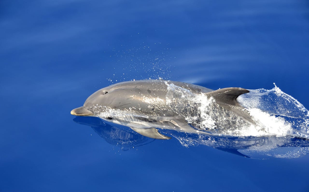 delfino adotta balena orfana
