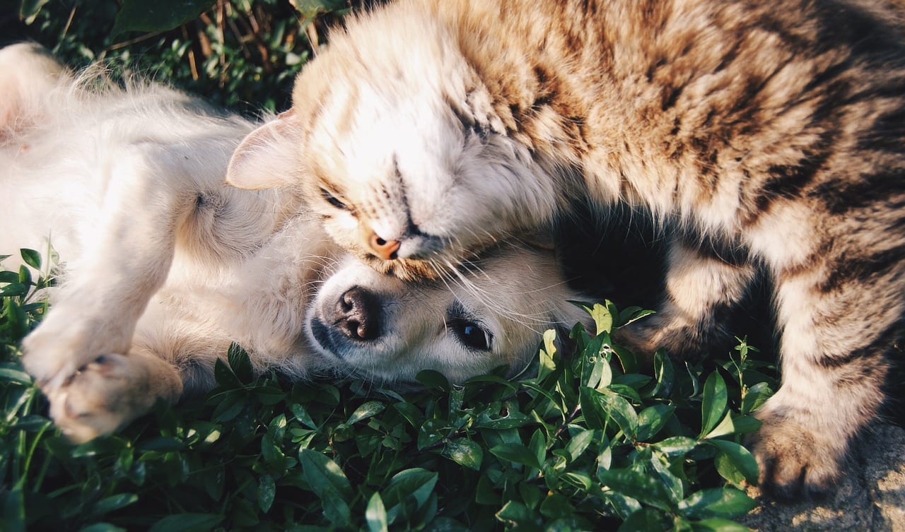 gatta adotta cuccioli di cane