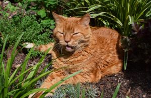 gatti soffrono caldo