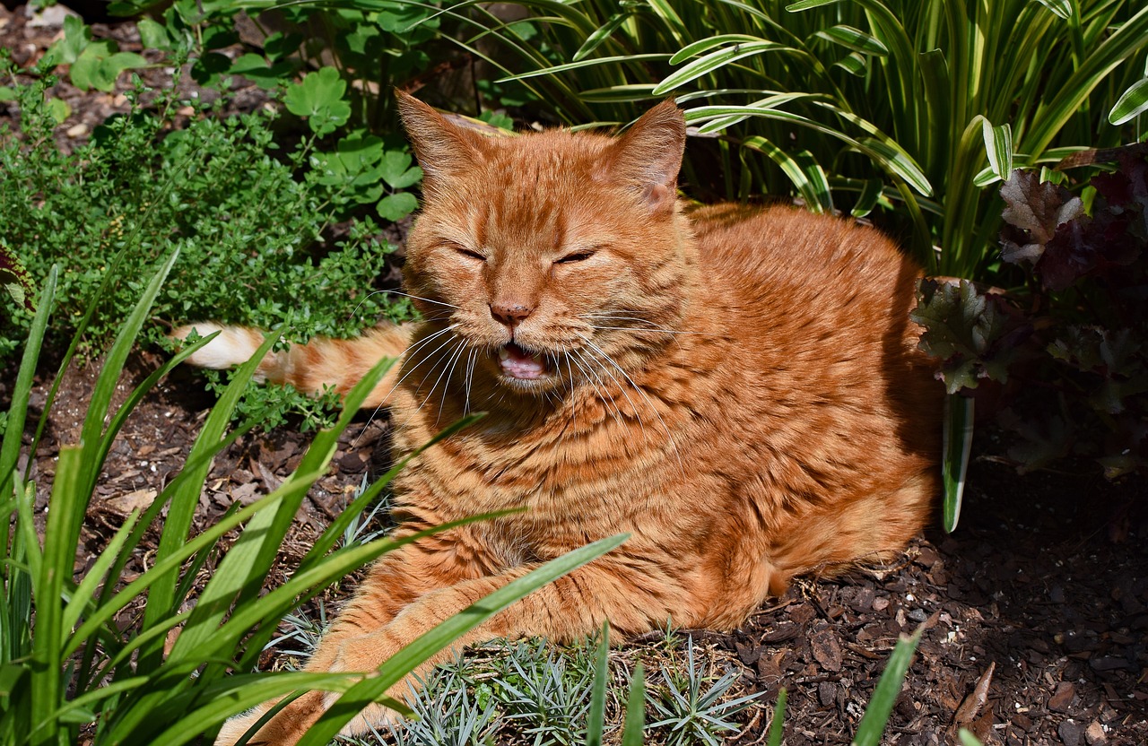 gatti soffrono caldo