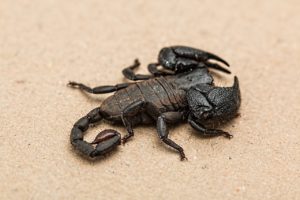 Scorpioni si illuminano al buio bioluminescenza