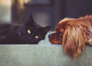 Bonus 2021 animali domestici