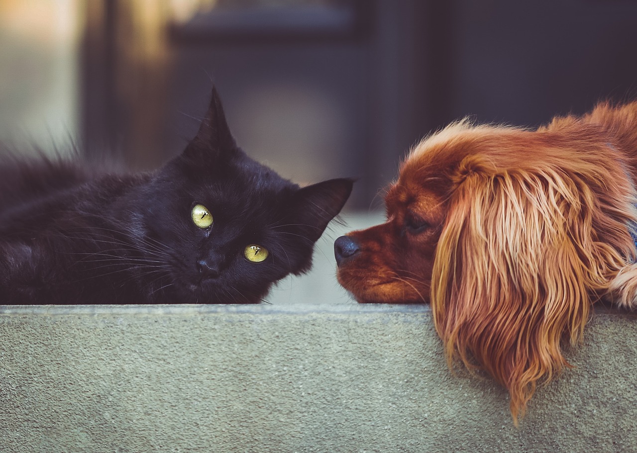 Bonus 2021 animali domestici