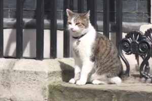 Larry gatto Downing Street appello social