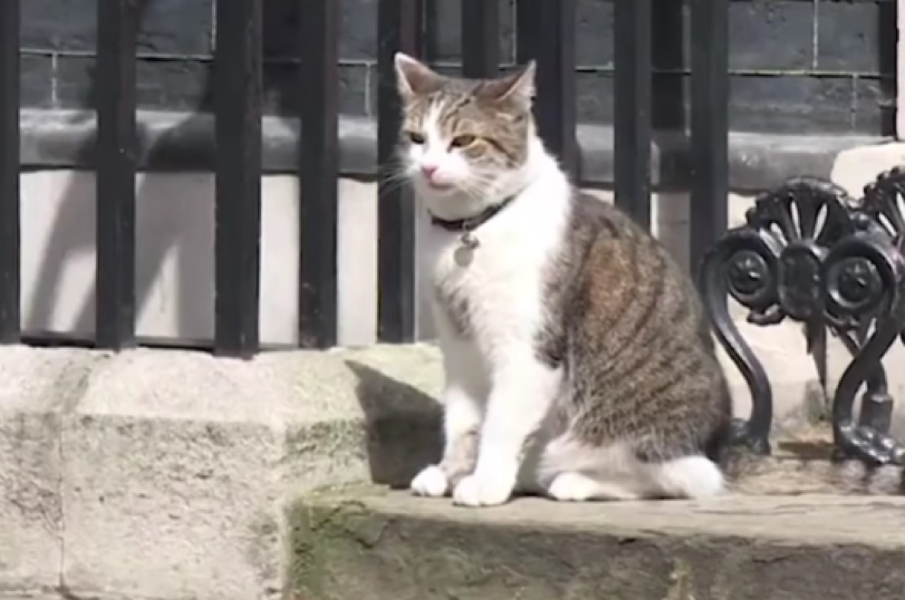 Larry gatto Downing Street appello social