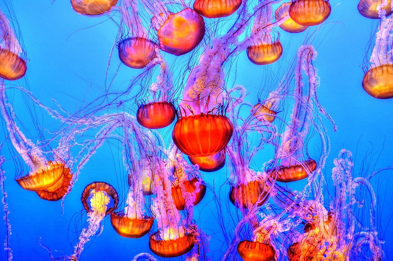 Meduse Mediterraneo