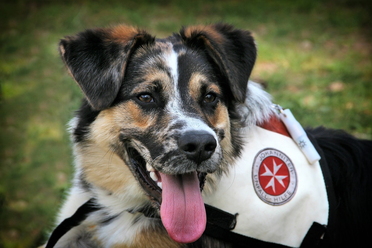 addestramento a distanza cani salvataggio