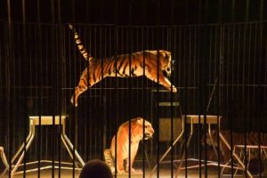 addestramento animali circo