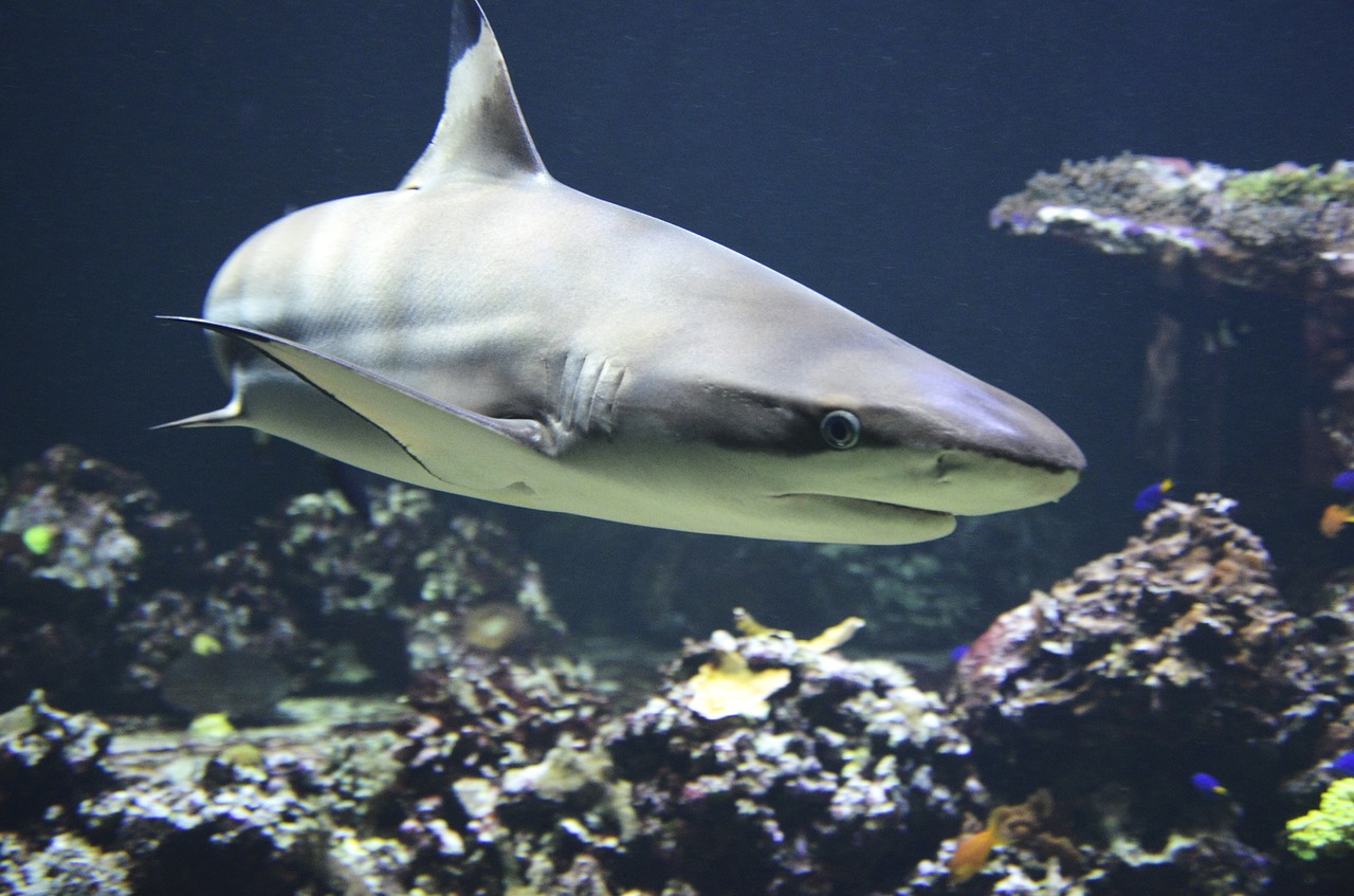angeli squali salvano specie a rischio