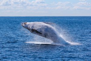 balene tornano regioni polari
