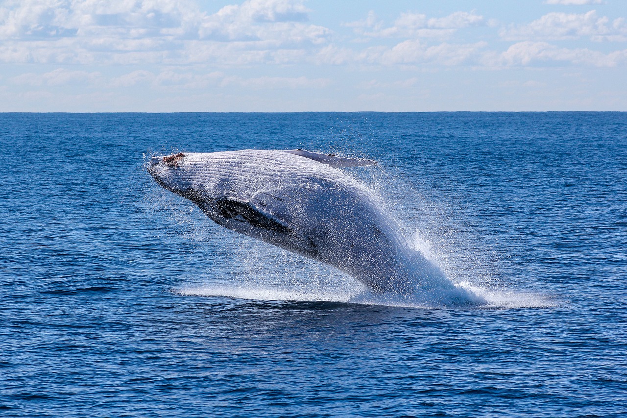 balene tornano regioni polari
