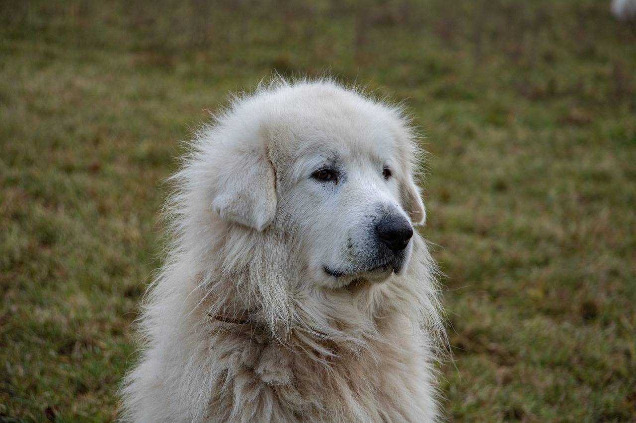 cane pastore Sardegna incendi