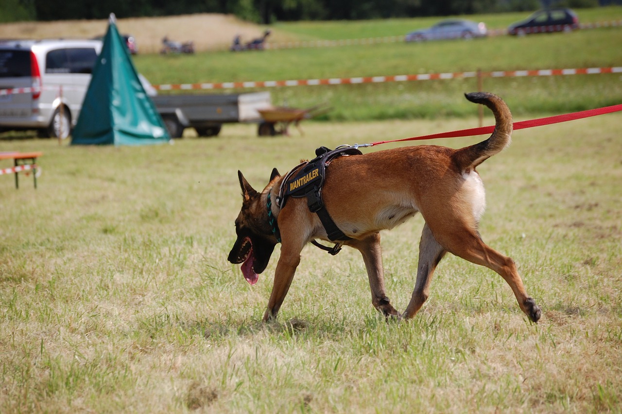 cani molecolari mantrailing addestramento