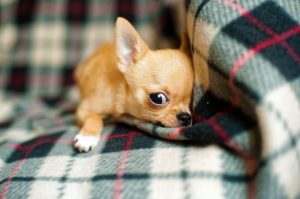 chihuahua lussazione zampe
