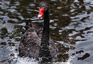 cigno nero