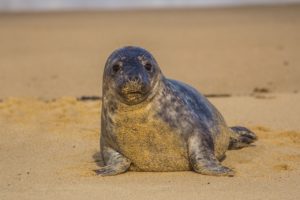foca monaca coppia multata