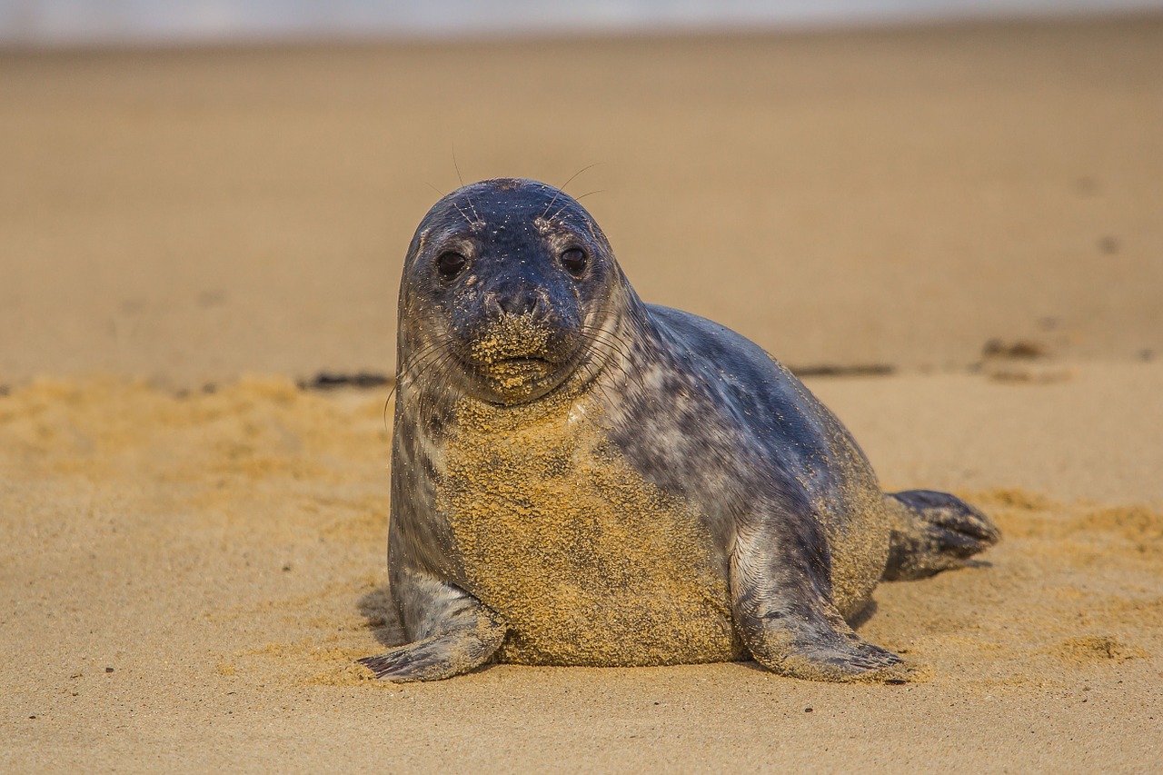 foca monaca coppia multata