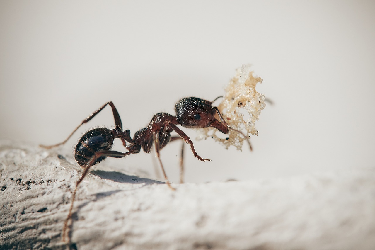 formica nuova specie Italia
