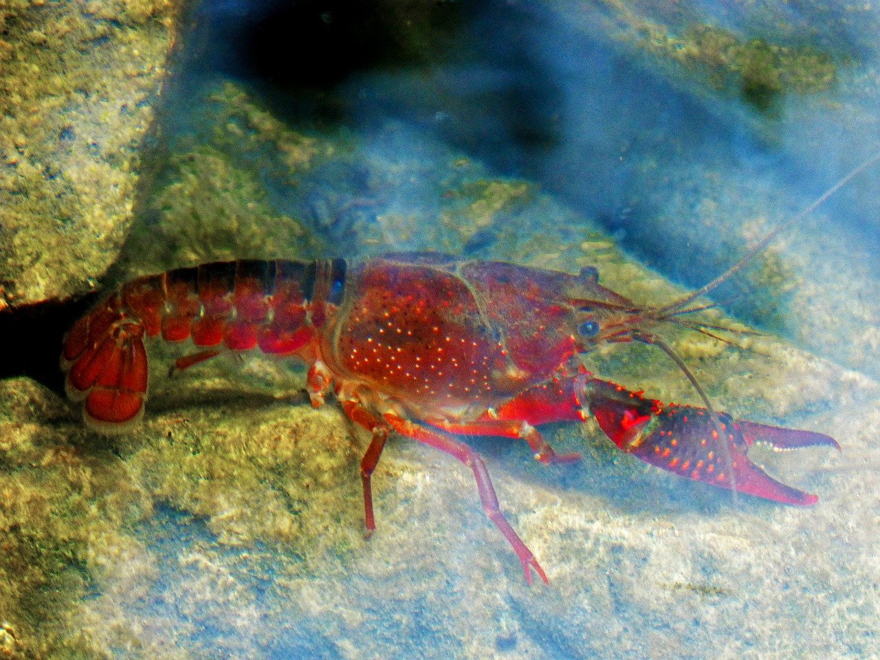 gamberi fiume psicofarmaci umani