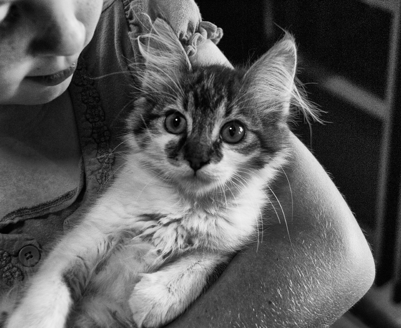 gatti bambini convivenza