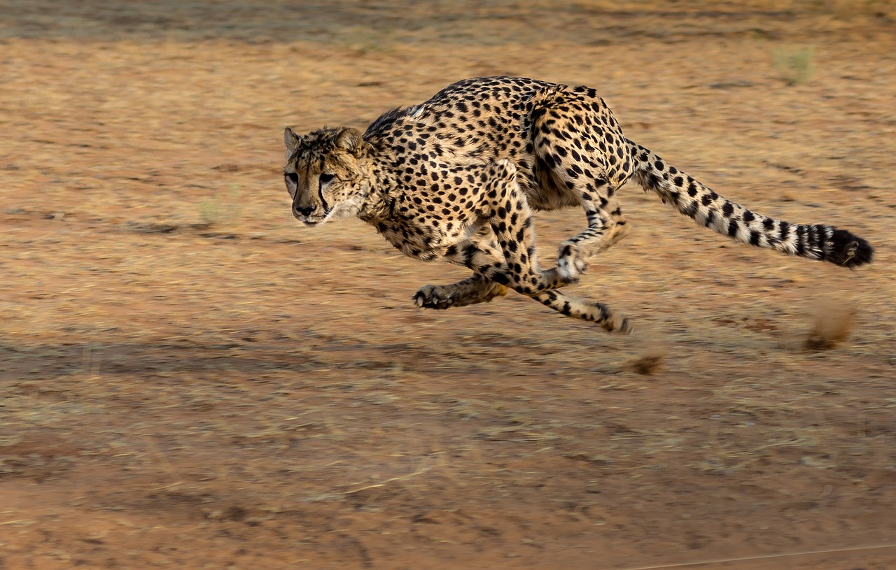 ghepardo più veloce del mondo