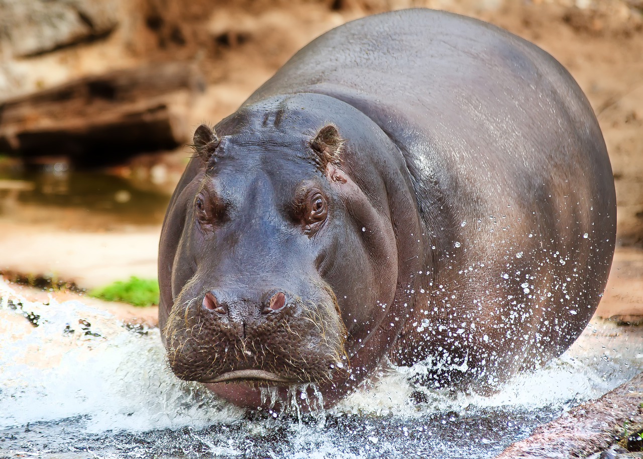 ippopotamo partorisce a 50 anni