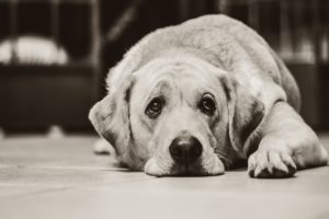 maltrattamento animali legge