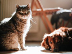 repellenti zanzare naturali cani gatti