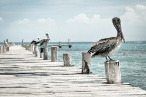 uccelli acquatici
