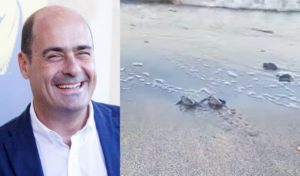 Nicola Zingaretti tartarughe marine