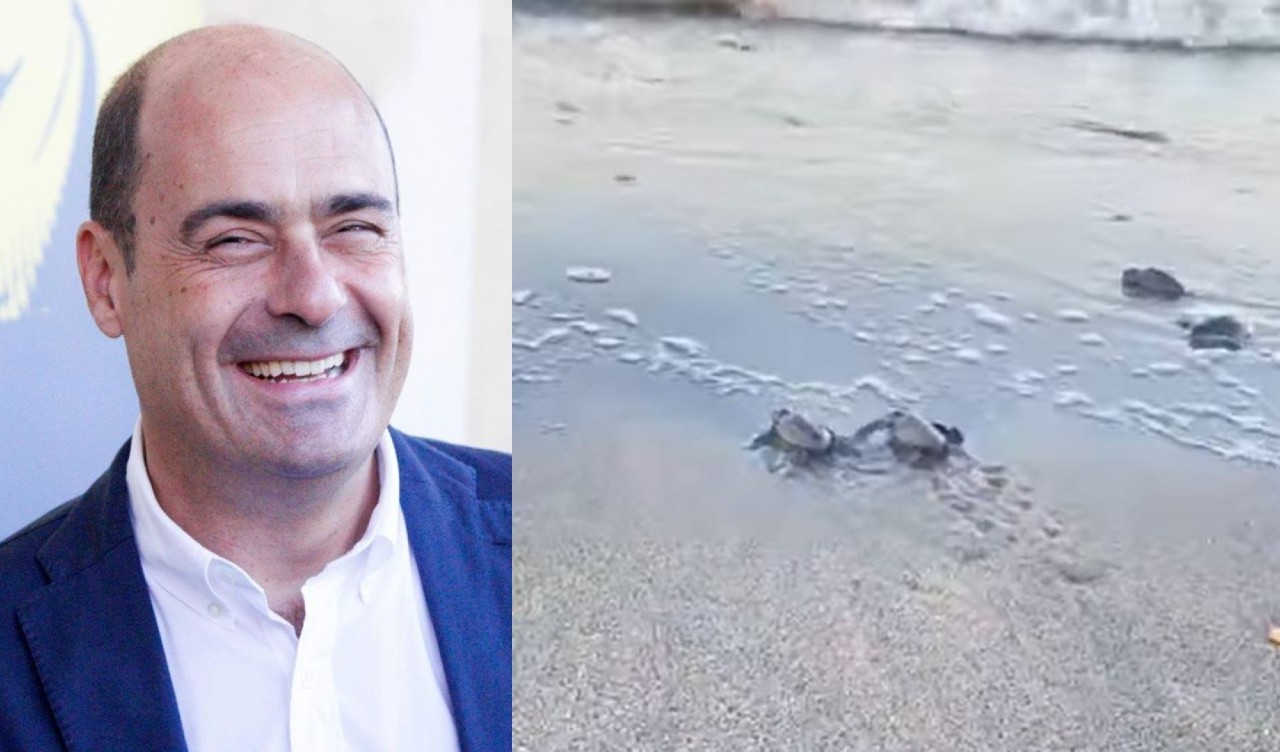 Nicola Zingaretti tartarughe marine